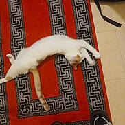 Kaïs a rejoint le concours — aidez-le/la à gagner de superbes lots ! animal, carpet, cat, cozy, feline, floor_tiles, fuzzy_slippers, home, indoor, orange_spot, patterned_rug, paws, pet, playful, red_rug, relaxing, slippers, stretching, tail, white_cat