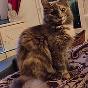 Armonie a rejoint le concours — aidez-le/la à gagner de superbes lots ! animal, blanket, cat, cozy, curious, cute, decor, domestic_animal, feline, fluffy, fur, furniture, home, indoor, mammal, patterned, pet, sitting, tail, window