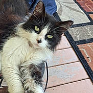 Rory is registered to the contest to win money with this photo: cat, black_and_white, fluffy, paw, human_hand, porch, wooden_floor, rug, outdoor, pet, animal, feline, touching, interaction, relaxed, curious, legs, clothing, casual, daylight