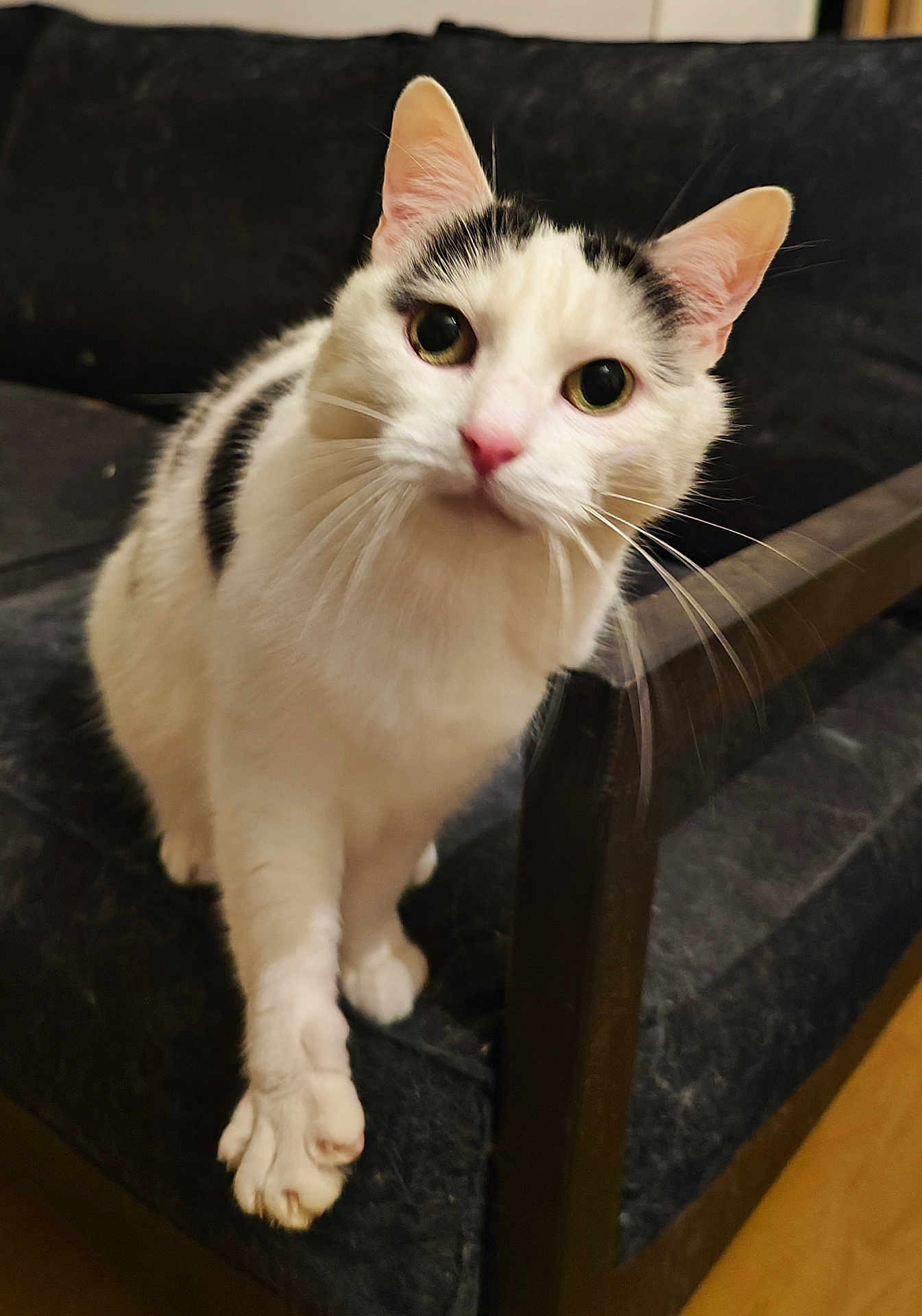 Attila participe au concours pour gagner de l'argent avec cette photo : cat, white_cat, black_spots, curious, indoor, couch, furniture, pet, animal, whiskers, ears, paw, looking, closeup, domestic_cat, cute, friendly, soft_fur, nose, eyes