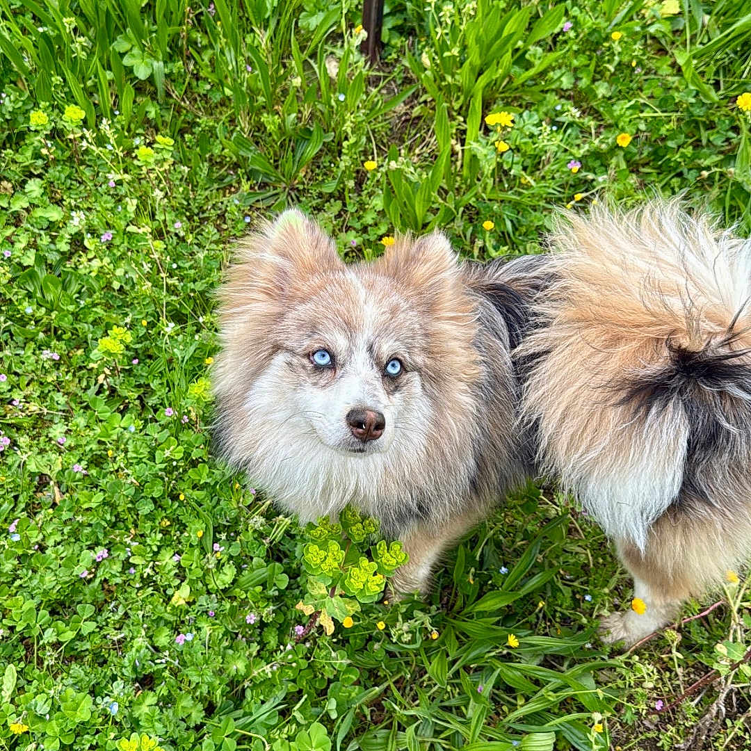Saetta participe au concours pour gagner de l'argent avec cette photo : adorable, animal, blue_eyes, canine, curious, dog, flowers, fluffy, fur, grass, greenery, looking_up, meadow, nature, outdoor, pet, plant_life, small_dog, spring, wildflowers