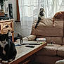black_and_white_cat, cat, cord, couch, curtains, daylight, electronics, houseplant, indoor, leather_couch, living_room, orange_cat, pepsi_bottle, plastic_container, power_strip, remote_control, speakers, tabby_cat, window, wooden_table