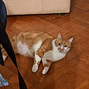 René a rejoint le concours — aidez-le/la à gagner de superbes lots ! animal, cat, couch, cozy, curious, domestic_cat, feline, floor, fur, home, indoor, looking, lounging, mammal, orange_cat, pet, relaxed, resting, white_cat, wooden_floor
