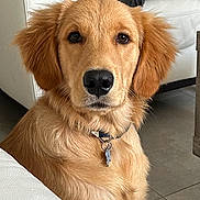 Boston joined the competition — help win amazing prizes! golden_retriever, puppy, dog, pet, indoor, floor, tile, fur, ears, nose, collar, tag, animal, canine, portrait, looking_at_camera, cute, young, domestic, companion
