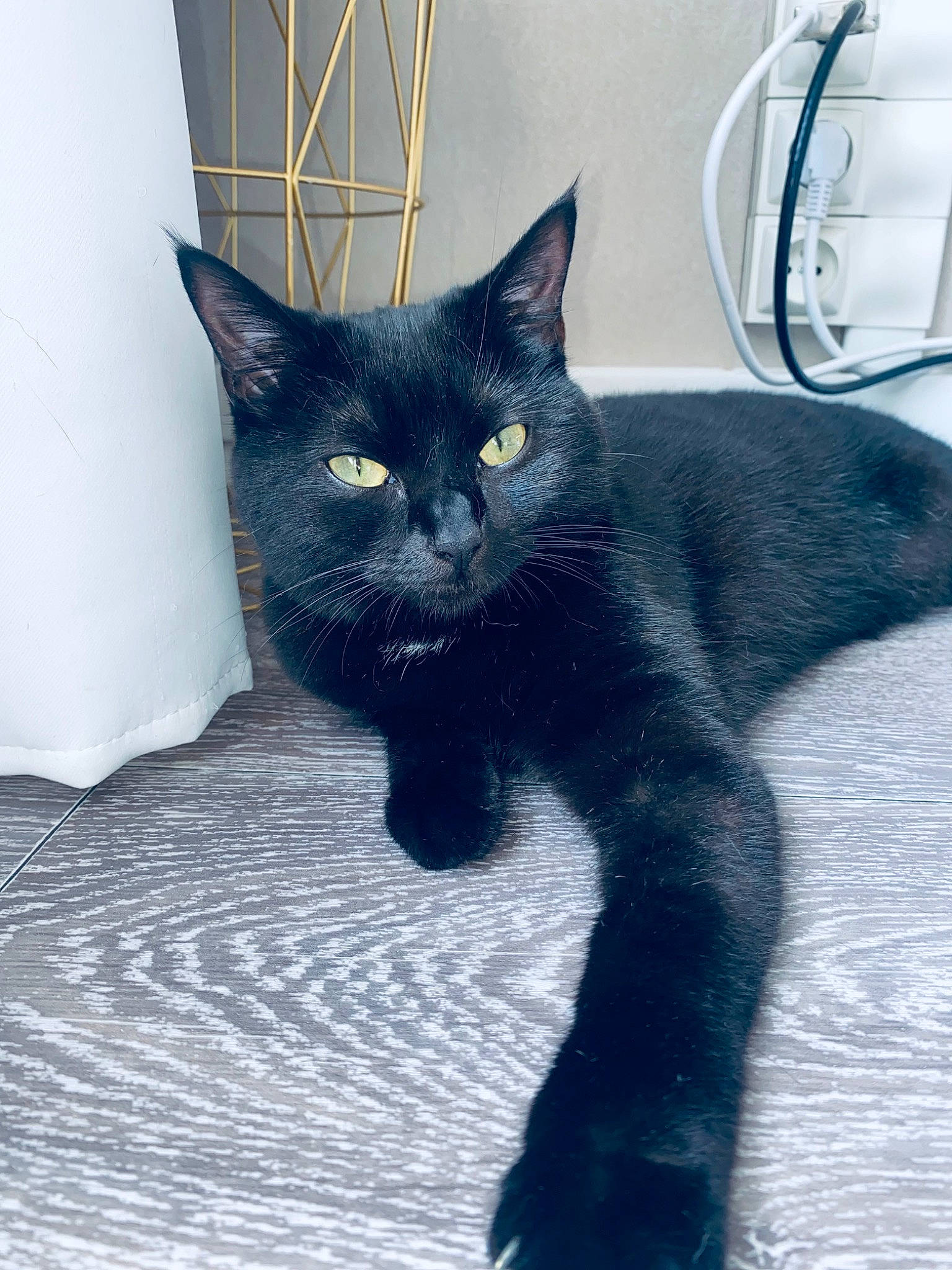 Baghera participe au concours pour gagner de l'argent avec cette photo : black_cat, carnivore, cat, cat_supply, claw, domestic_short_haired_cat, electric_blue, felidae, fur, grey, mechanical_fan, paw, pet_supply, small_to_medium_sized_cats, snout, tail, terrestrial_animal, whiskers