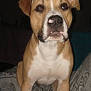 Odin participe au concours pour gagner de l'argent avec cette photo : dog, pet, portrait, brown_and_white, muzzle, ears, nose, eyes, paws, sitting, indoor, blanket, patterned_bed, flash_lighting, closeup, front_view, alert, domestic_animal, whiskers, companion