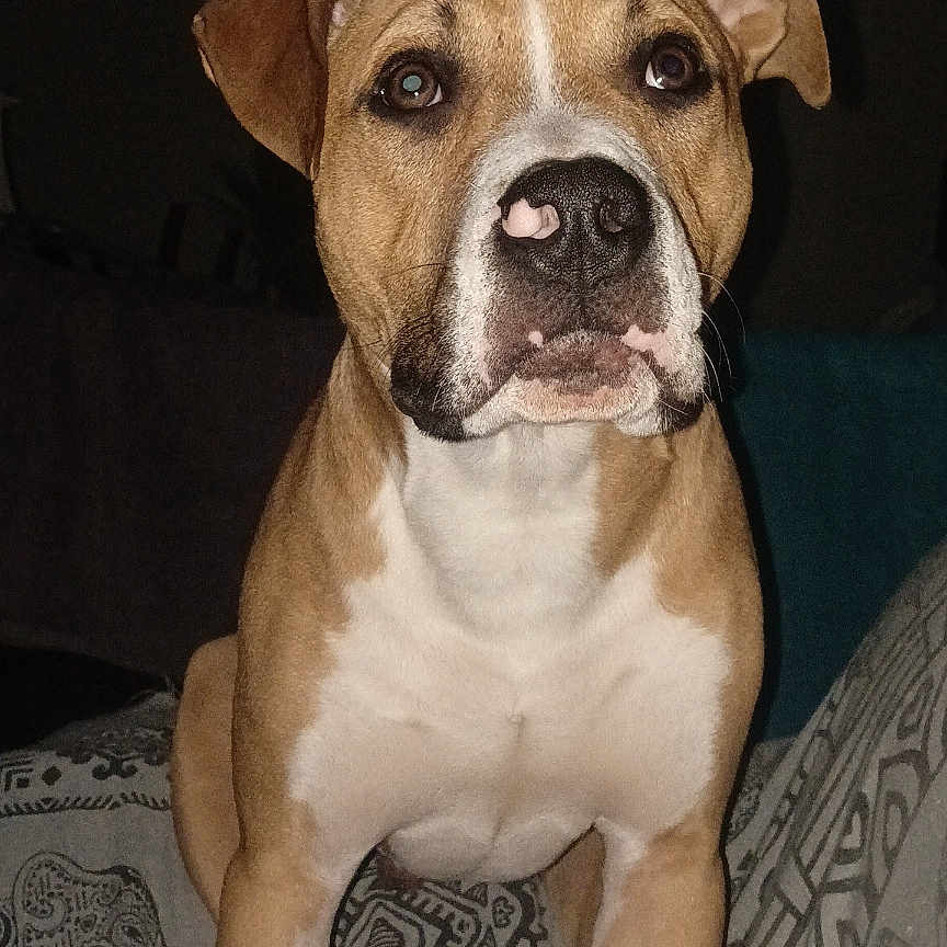 Odin participe au concours pour gagner de l'argent avec cette photo : alert, blanket, brown_and_white, closeup, companion, dog, domestic_animal, ears, eyes, flash_lighting, front_view, indoor, muzzle, nose, patterned_bed, paws, pet, portrait, sitting, whiskers