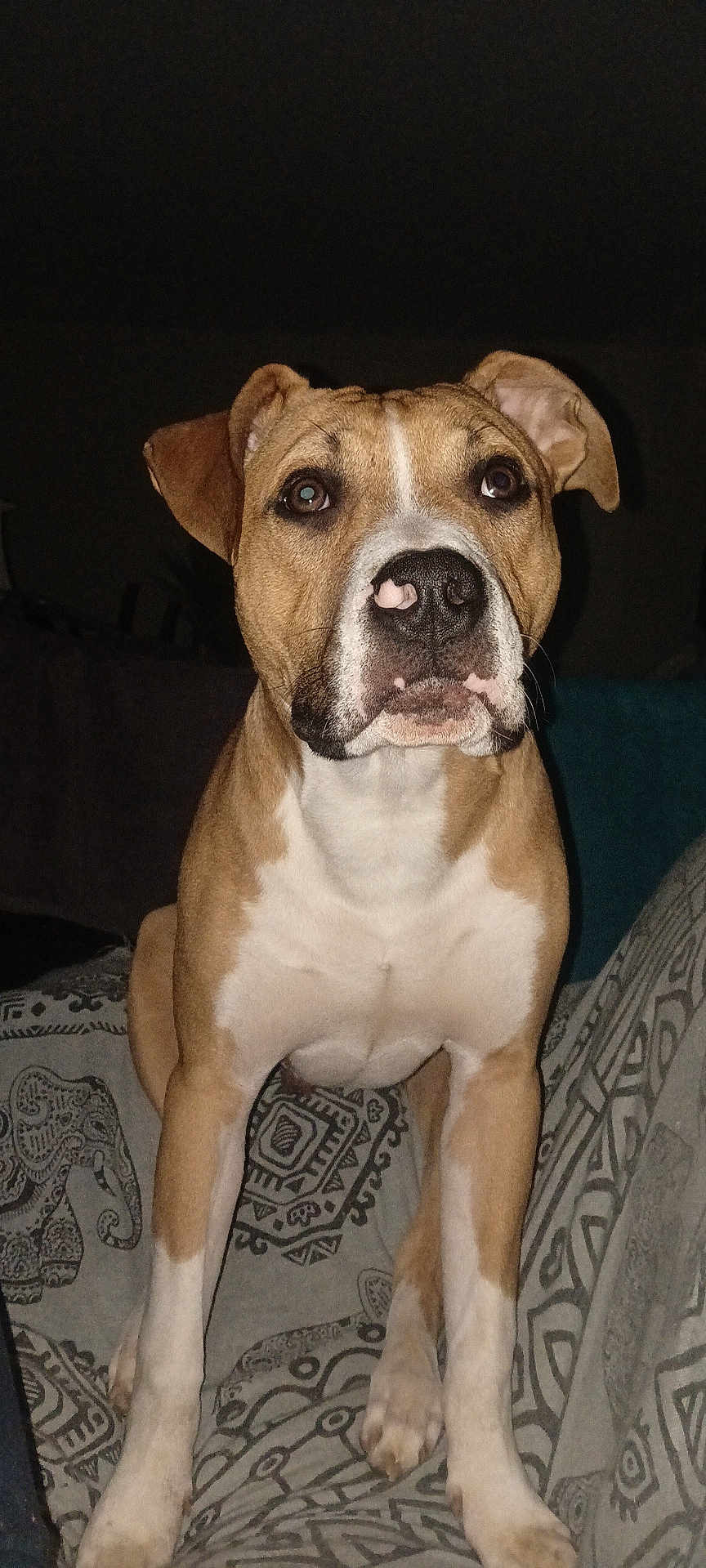 Odin participe au concours pour gagner de l'argent avec cette photo : dog, pet, portrait, brown_and_white, muzzle, ears, nose, eyes, paws, sitting, indoor, blanket, patterned_bed, flash_lighting, closeup, front_view, alert, domestic_animal, whiskers, companion