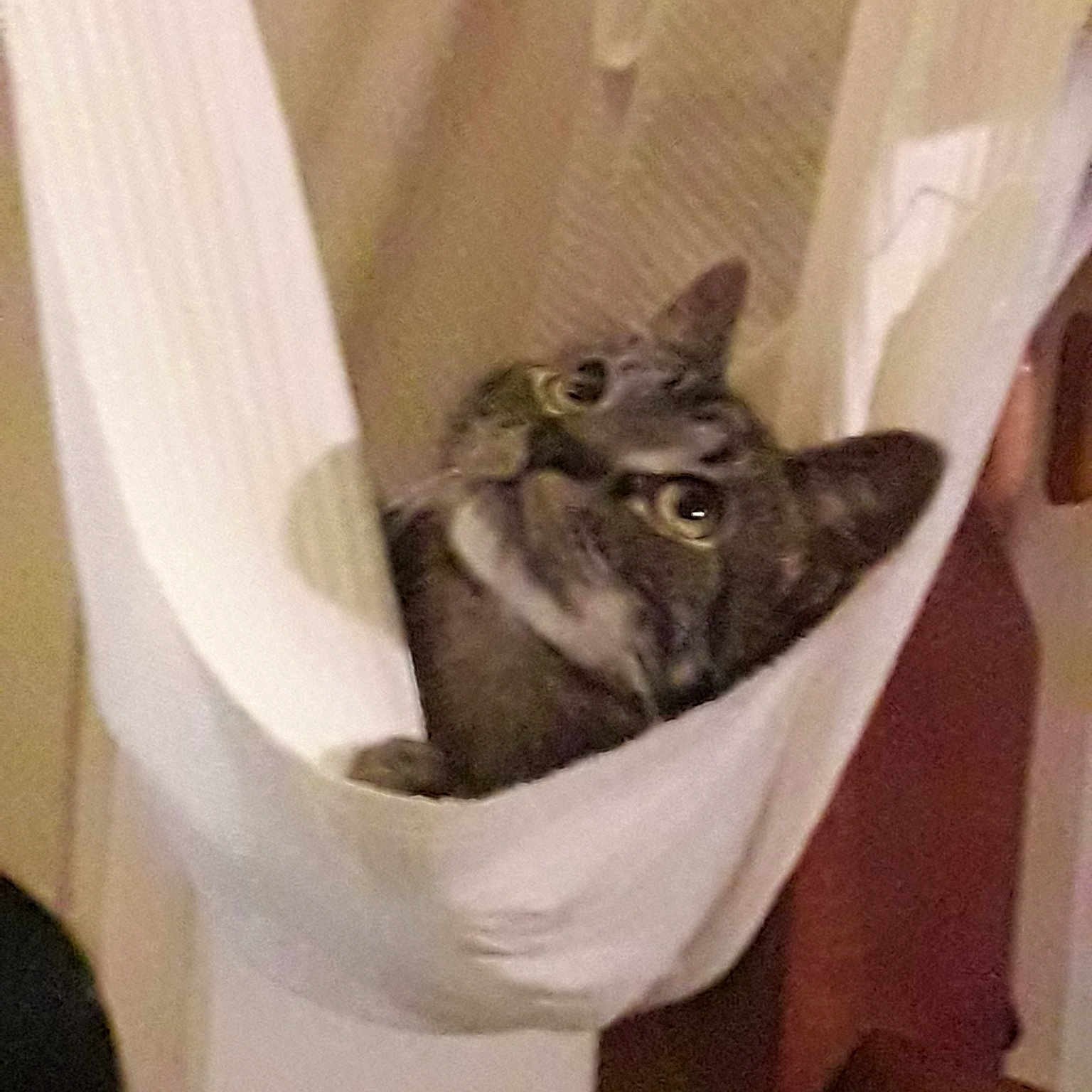 Rambo