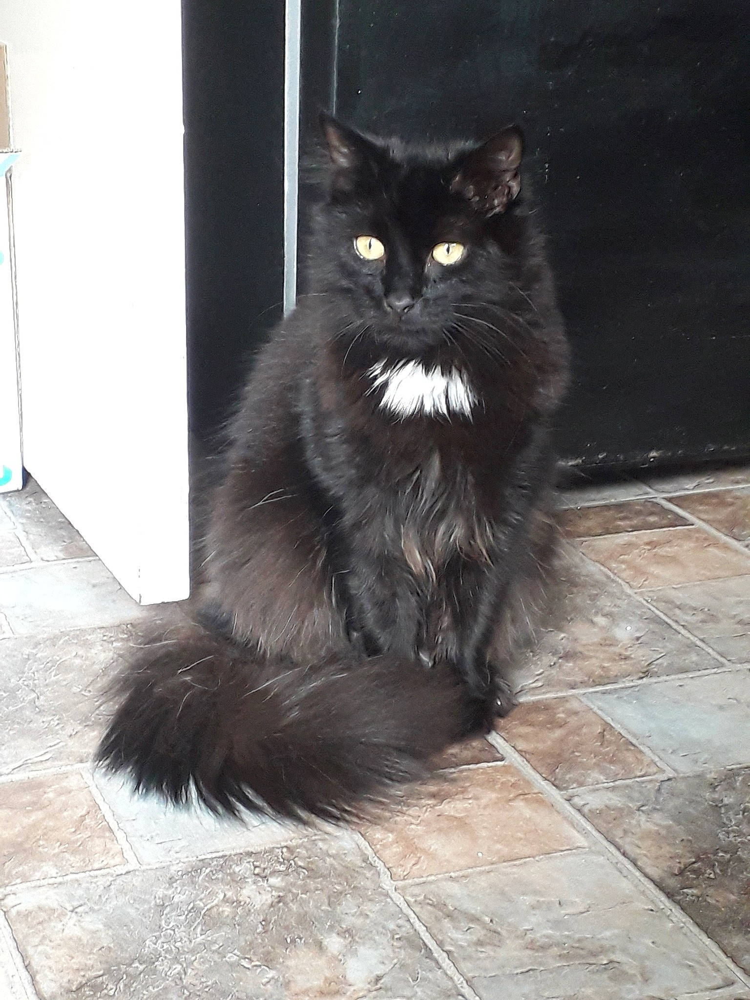 Teddy joined the competition — help win amazing prizes! asian_semi_longhair, black_cat, british_longhair, british_semi_longhair, carnivore, cat, cymric, domestic_long_haired_cat, domestic_short_haired_cat, felidae, kitten, maine_coon, mammal, nebelung, norwegian_forest_cat, persian, ragamuffin, small_to_medium_sized_cats, tail, whiskers