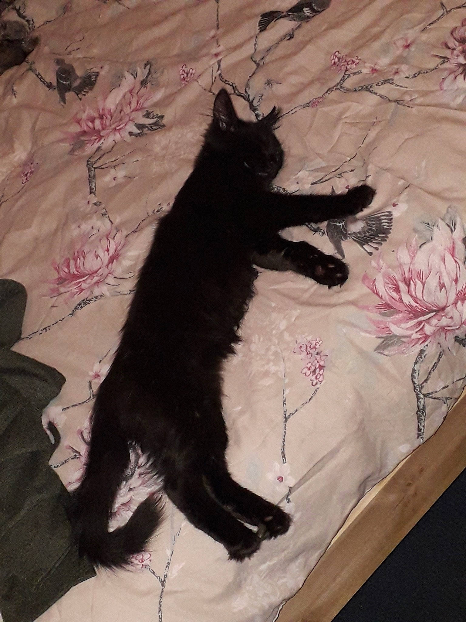 Lloyd joined the competition — help win amazing prizes! black_cat, carnivore, cat, domestic_short_haired_cat, felidae, fur, kitten, pink, shadow, small_to_medium_sized_cats, tail, whiskers