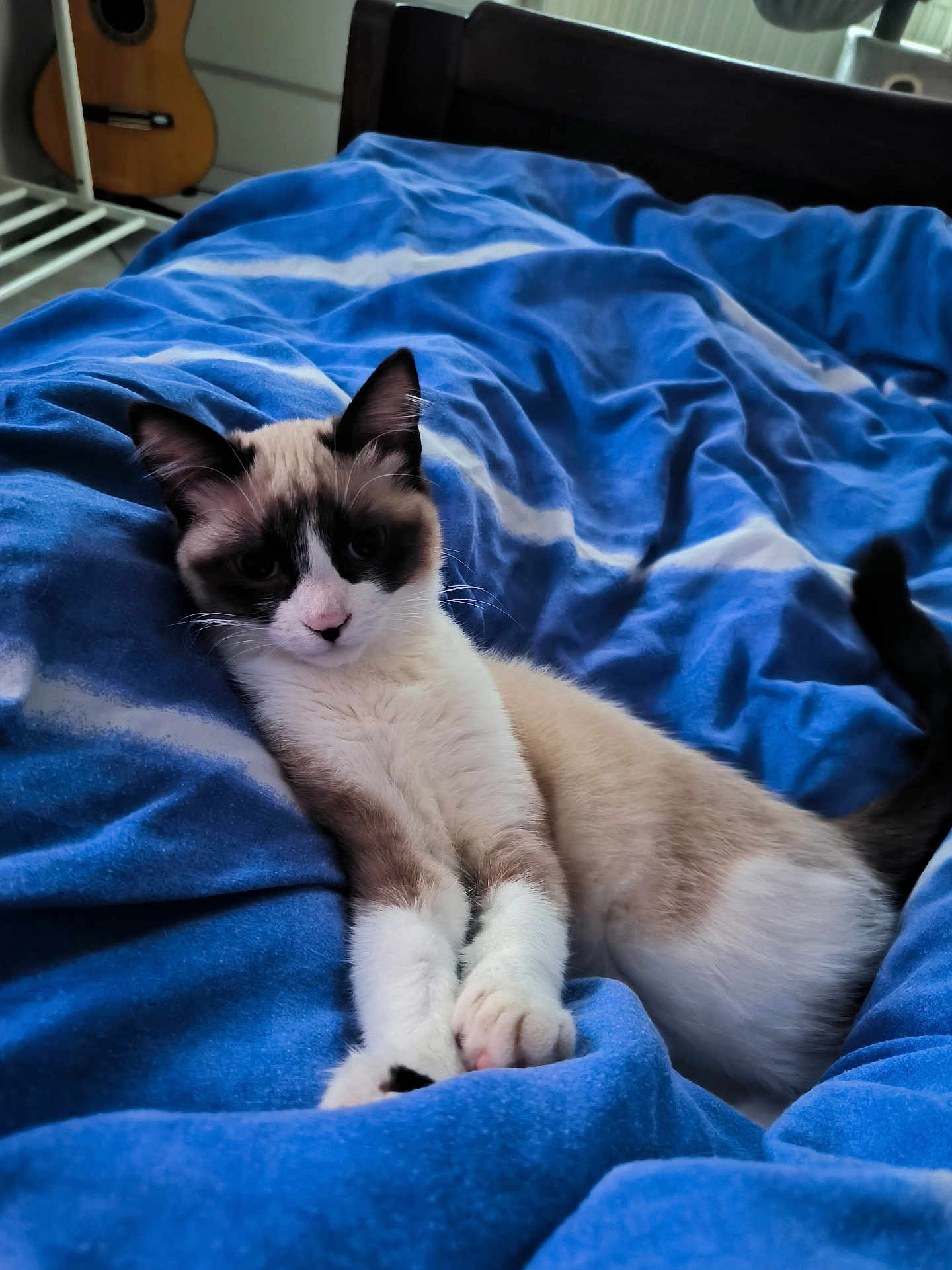 Ella a rejoint le concours — aidez-le/la à gagner de superbes lots ! cat, animal, pet, feline, bed, blanket, blue_blanket, fur, whiskers, ears, paws, relaxed, indoor, guitar, wooden_furniture, cozy, sleepy, cute, domestic, resting