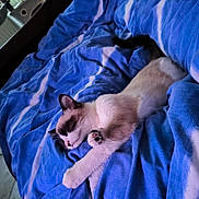 Ella a rejoint le concours — aidez-le/la à gagner de superbes lots ! cat, sleeping, bed, blue_bedspread, indoor, pet, feline, relaxed, cozy, paw, stretching, fur, whiskers, domestic_animal, rest, cute, animal, comfort, home, nap