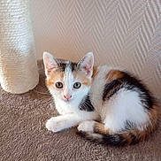 Mia participe au concours pour gagner de l'argent avec cette photo : kitten, cat, calico, pet, animal, feline, cute, indoor, scratching_post, carpet, fur, whiskers, ears, tail, resting, young, curious, small, domestic, cute_pet