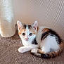 kitten, cat, calico, pet, animal, feline, cute, indoor, scratching_post, carpet, fur, whiskers, ears, tail, resting, young, curious, small, domestic, cute_pet