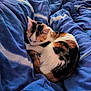 Mia participe au concours pour gagner de l'argent avec cette photo : cat, calico_cat, sleeping, nap, bed, blanket, blue_blanket, cozy, fur, pet, animal, resting, curled_up, indoor, soft, comfort, cute, domestic_cat, feline, warm