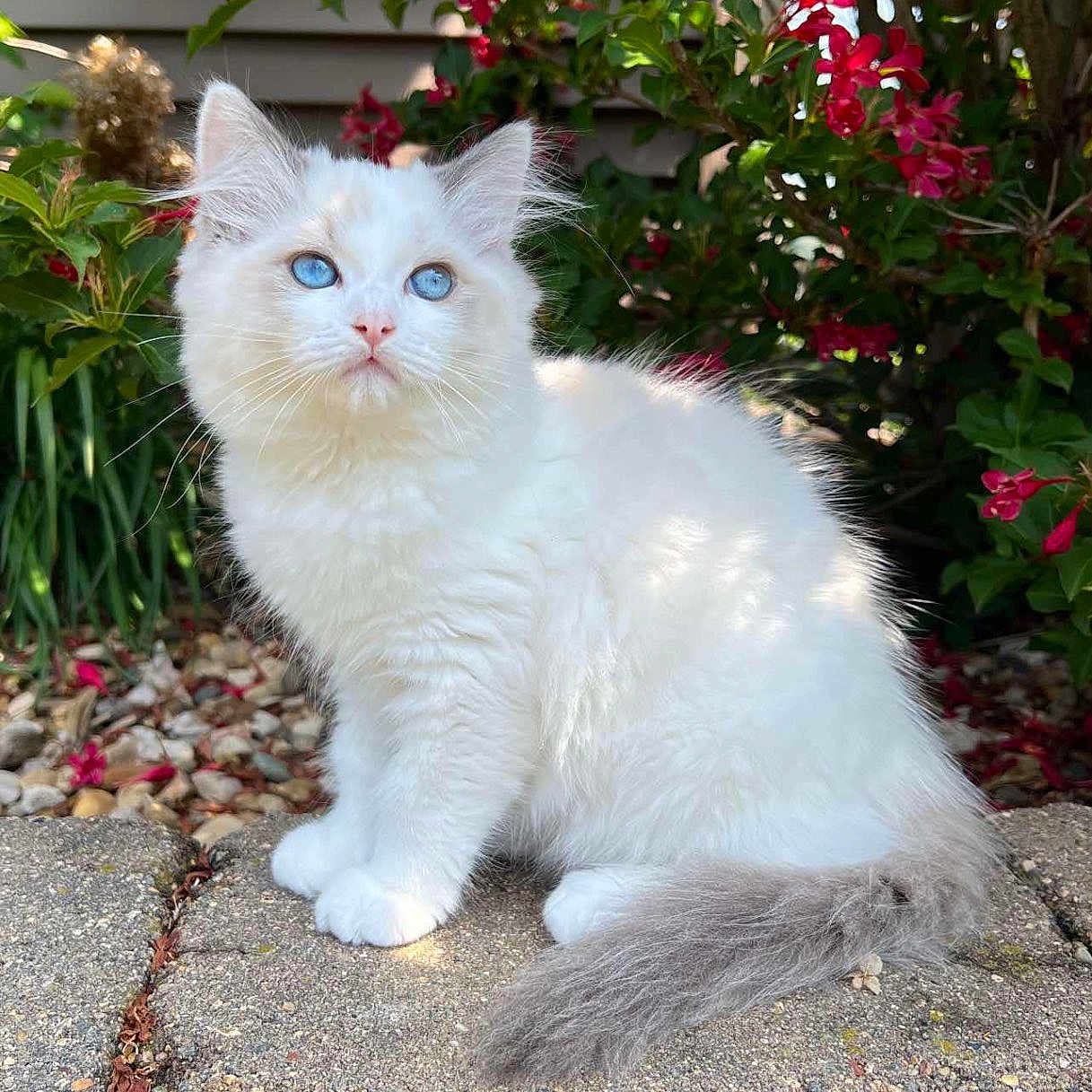 Winston Charles Haus is registered to the contest to win money with this photo: adorable, animal, blue_eyes, cat, cute, flowers, fluffy, garden, greenery, kitten, leaf, nature, outdoor, pet, sitting, small, stone, sunlight, white_fur, young