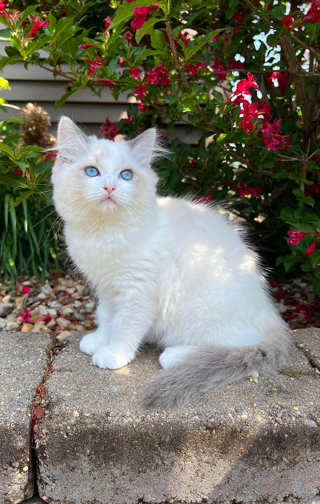 Winston Charles Haus is registered to the contest to win money with this photo: kitten, cat, white_fur, blue_eyes, fluffy, outdoor, flowers, greenery, stone, sunlight, nature, pet, animal, cute, sitting, young, adorable, garden, leaf, small