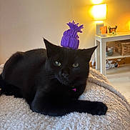 Bonnie is registered to the contest to win money with this photo: accessory, animal, black_cat, blanket, cat, cozy, cute, domestic, feline, fur, household, indoor, lamp, pet, purple_hat, relaxed, resting, soft, table, whiskers