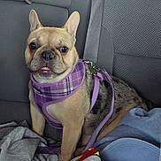 Gracie is registered to the contest to win money with this photo: alert, animal, backseat, blanket, canine, car_interior, companion, cute, dog, ears, french_bulldog, fur, indoors, leash, pet, portrait, purple_harness, seatbelt, sitting, small_dog