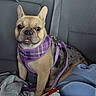 alert, animal, backseat, blanket, canine, car_interior, companion, cute, dog, ears, french_bulldog, fur, indoors, leash, pet, portrait, purple_harness, seatbelt, sitting, small_dog