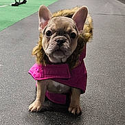 Gracie is registered to the contest to win money with this photo: dog, puppy, french_bulldog, pink_coat, fur_hood, indoor, gym_floor, green_turf, pet, animal, cute, small_dog, front_view, sitting, ears_up, looking_at_camera, floor, canine, young_dog, adorable