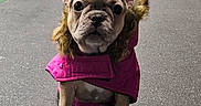 Gracie is registered to the contest to win money with this photo: adorable, animal, canine, cute, dog, ears_up, floor, french_bulldog, front_view, fur_hood, green_turf, gym_floor, indoor, looking_at_camera, pet, pink_coat, puppy, sitting, small_dog, young_dog