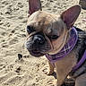 Gracie joined the competition — help win amazing prizes! animal, beach, canine, closeup, cute, daytime, dog, ears, french_bulldog, nature, outdoor, pet, purple_harness, sand, sitting, snout, sunlight, toy, water, waves