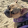 Gracie joined the competition — help win amazing prizes! animal, beach, canine, close_up, daylight, dog, ear, expression, french_bulldog, fur, nature, outdoor, pet, playful, purple_harness, sand, side_view, snout, texture, toy