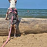 animal, beach, canine, curious, daytime, dog, harness, leash, log, nature, ocean, outdoor, pet, sand, seaside, sky, summer, swimmer, vacation, water