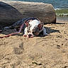 Gertie is registered to the contest to win money with this photo: dog, puppy, beach, sand, sleeping, log, water, ocean, waves, sunlight, leash, outdoor, nature, relaxation, animal, summer, daytime, pet, canine, resting