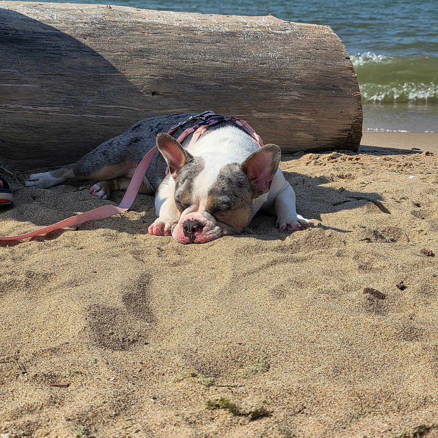 Gertie is registered to the contest to win money with this photo: dog, puppy, beach, sand, sleeping, log, water, ocean, waves, sunlight, leash, outdoor, nature, relaxation, animal, summer, daytime, pet, canine, resting