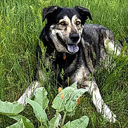 Bearbear is registered to the contest to win money with this photo: animal, canine, collar, dog, ears, eyes, field, fur, grass, greenery, happy, laying_down, leafy_plants, muzzle, nature, outdoor, pet, relaxed, summer, tongue_out