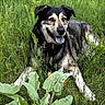 animal, canine, collar, dog, ears, eyes, field, fur, grass, greenery, happy, laying_down, leafy_plants, muzzle, nature, outdoor, pet, relaxed, summer, tongue_out