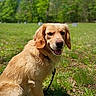 dog, golden_retriever, outdoor, grass, greenery, sunny, animal, pet, canine, nature, happy, tongue_out, leash, fur, mammal, friendly, daylight, smiling, portrait, sitting