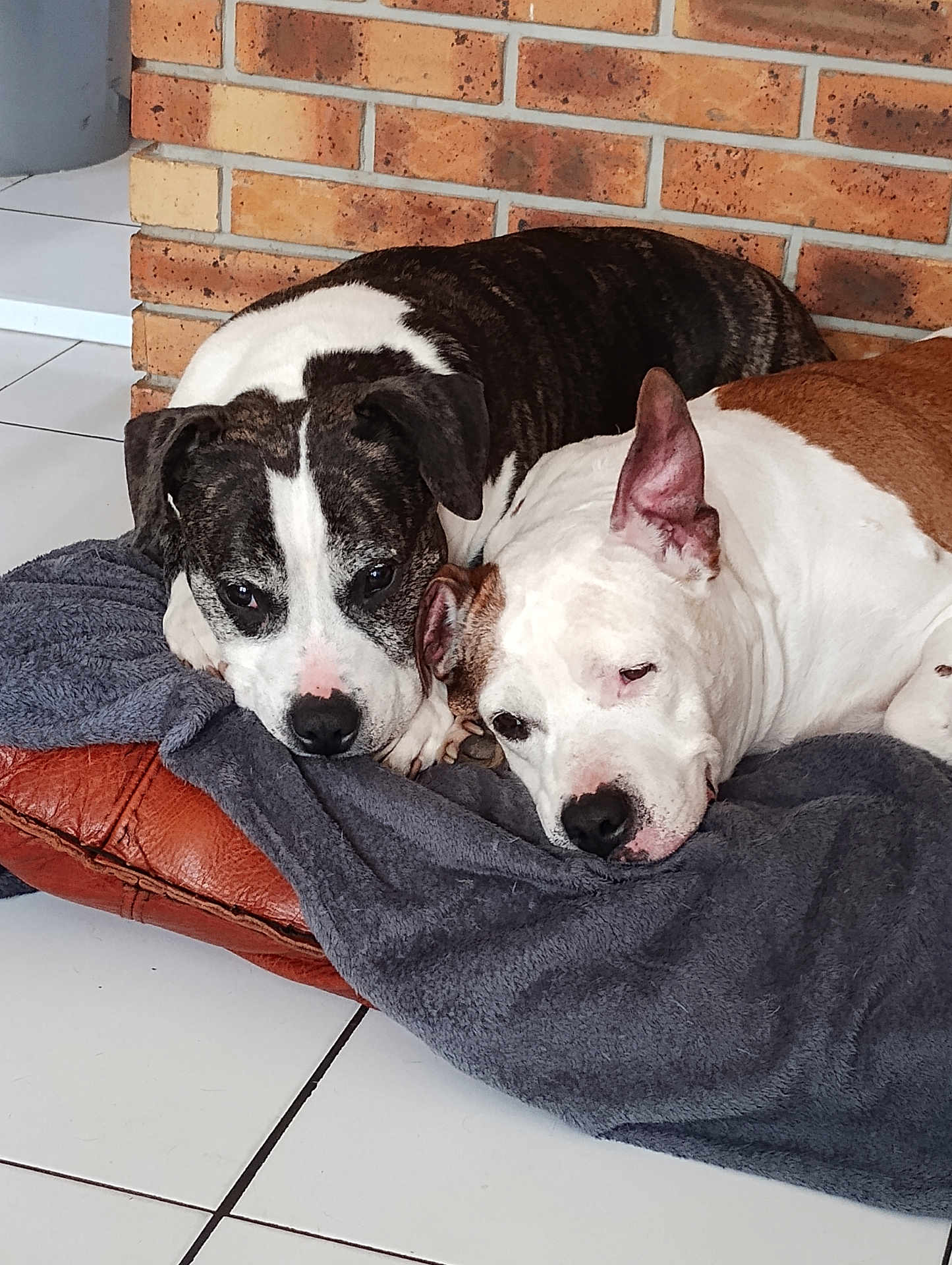 Akabe a rejoint le concours — aidez-le/la à gagner de superbes lots ! dog, dogs, two_dogs, pet, resting, lying_down, blanket, towel, brick_wall, tiled_floor, nose, ear, paw, bed, indoor, domestic, companion, sleepy, snout, closeup