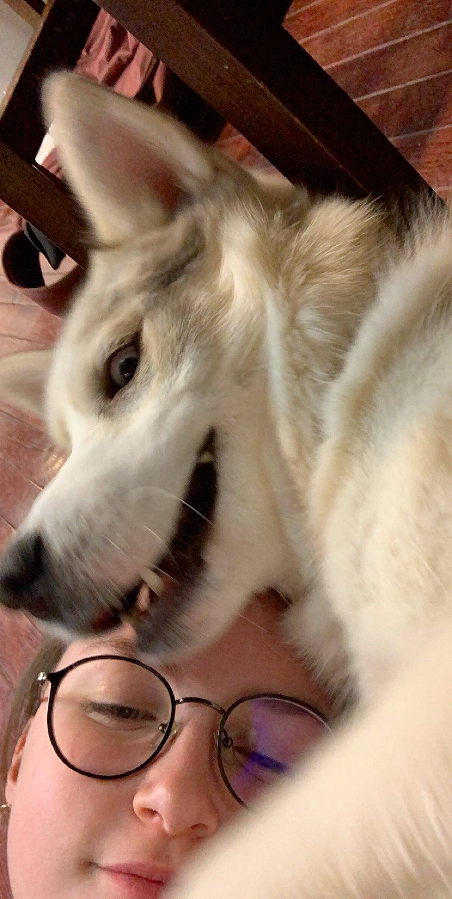 Thor joined the competition — help win amazing prizes! canidae, carnivore, dog, dog_breed, ear, eye, fur, glasses, head, mammal, nose, siberian_husky, snout, whiskers, wolfdog