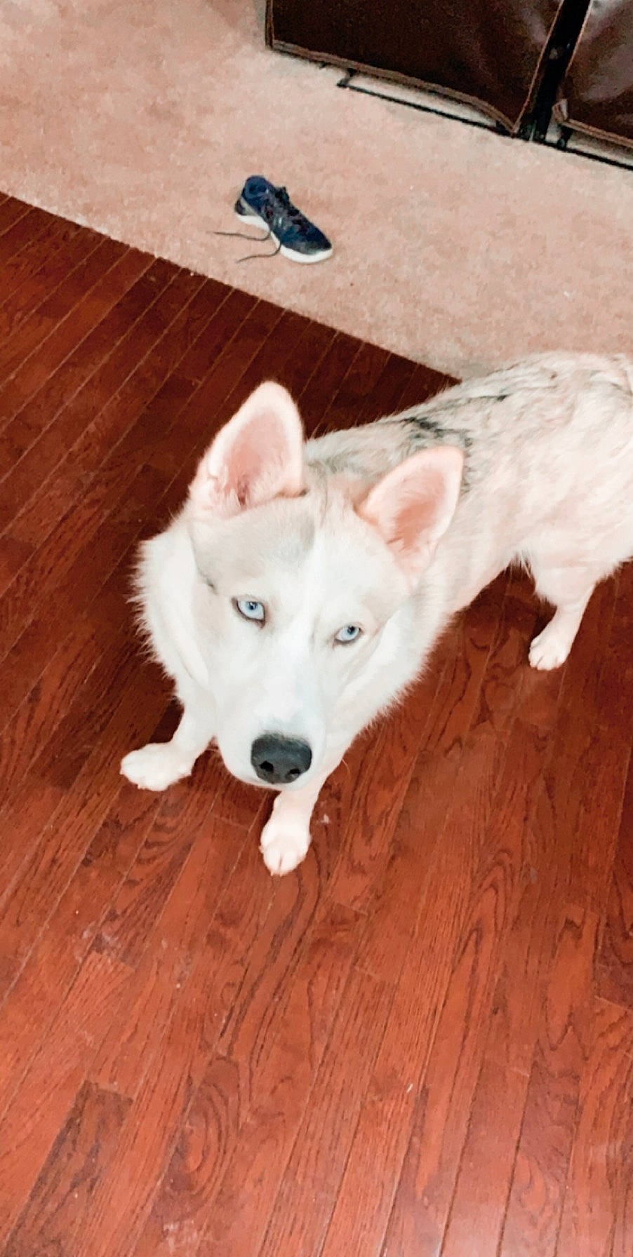 Thor joined the competition — help win amazing prizes! berger_blanc_suisse, canaan_dog, canadian_eskimo_dog, canidae, carnivore, dog, dog_breed, indian_spitz, kintamani, kishu, korean_jindo_dog, labrador_husky, mammal, pungsan_dog, rare_breed_dog, siberian_husky, tamaskan_dog, vertebrate, white_shepherd, wolfdog