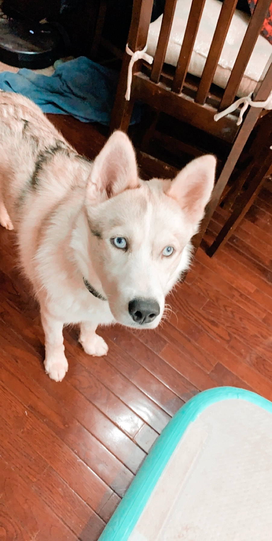 Thor joined the competition — help win amazing prizes! canaan_dog, canidae, carnivore, czechoslovakian_wolfdog, dog, dog_breed, korean_jindo_dog, labrador_husky, mammal, northern_inuit_dog, norwegian_buhund, nose, sakhalin_husky, seppala_siberian_sleddog, siberian_husky, sled_dog, tamaskan_dog, vertebrate, wolfdog, working_dog