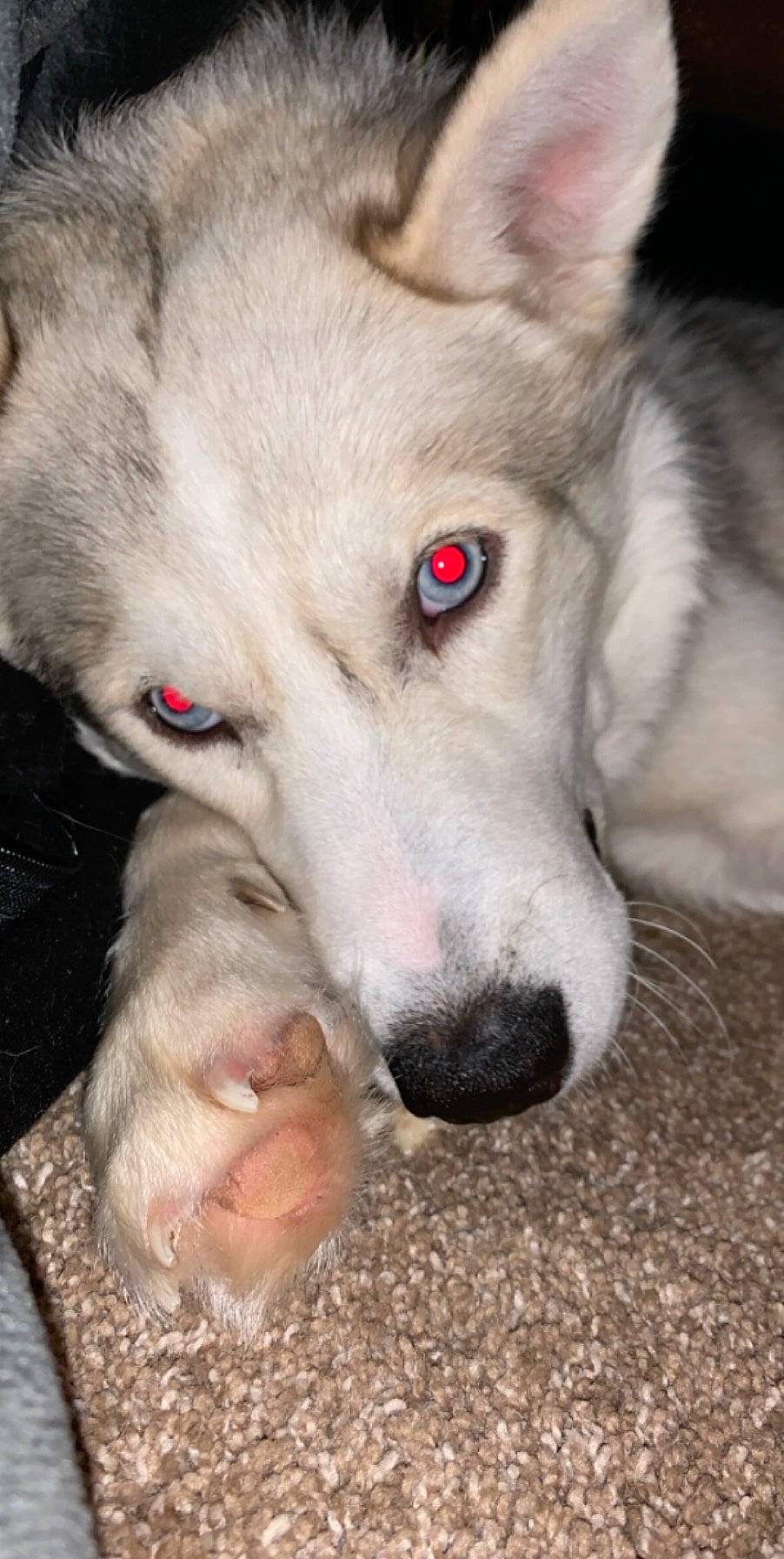 Thor joined the competition — help win amazing prizes! alaskan_malamute, canadian_eskimo_dog, canidae, carnivore, czechoslovakian_wolfdog, dog, dog_breed, eye, mammal, native_american_indian_dog, northern_inuit_dog, nose, saarloos_wolfdog, sakhalin_husky, seppala_siberian_sleddog, siberian_husky, snout, tamaskan_dog, vertebrate, wolfdog