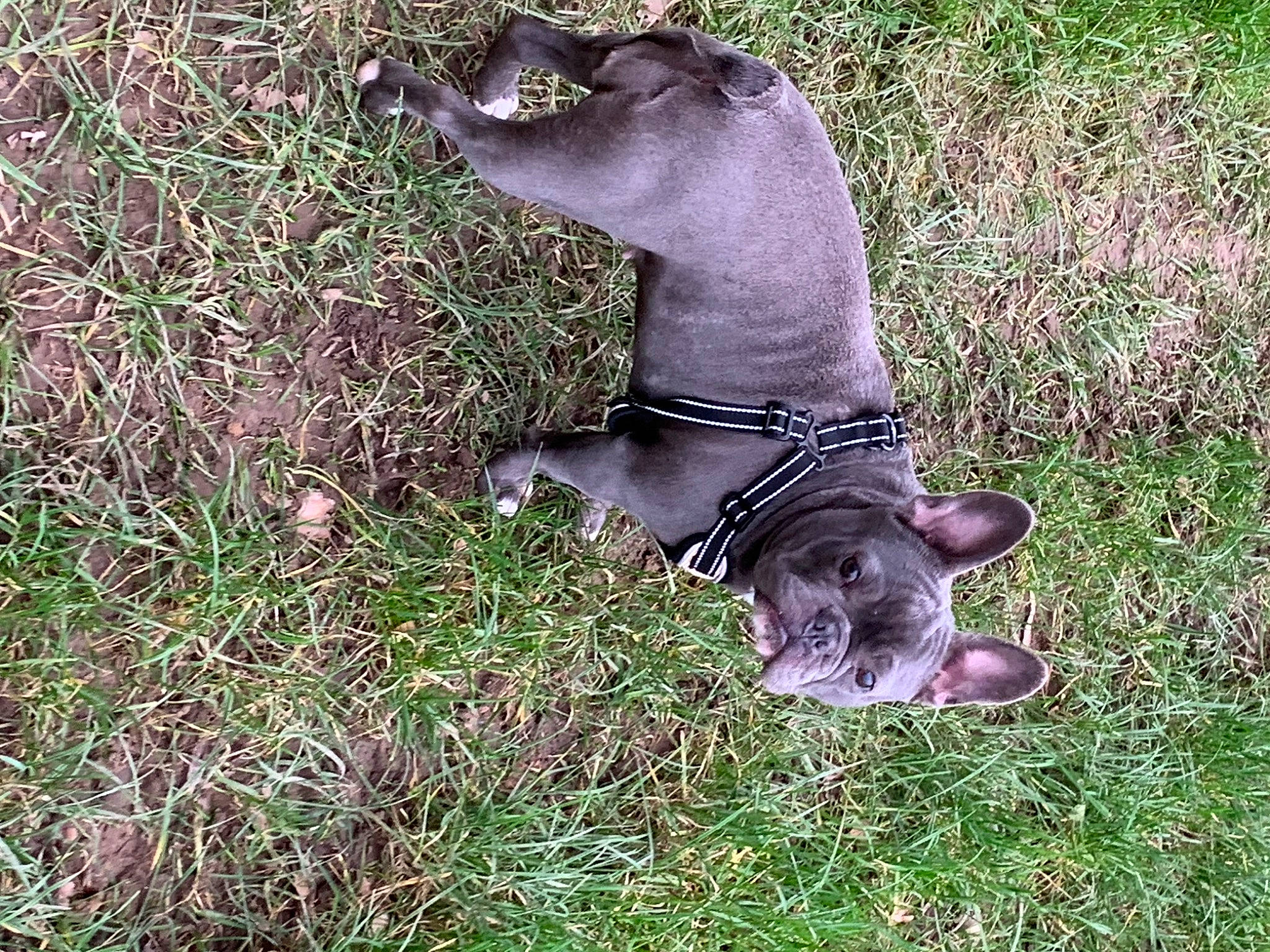 Sushi a rejoint le concours — aidez-le/la à gagner de superbes lots ! canidae, carnivore, collar, dog, dog_breed, dog_collar, dog_supply, fawn, grass, groundcover, hunting_dog, liver, non_sporting_group, plant, snout, sporting_group, tail, terrestrial_animal, treeing_tennessee_brindle, working_animal