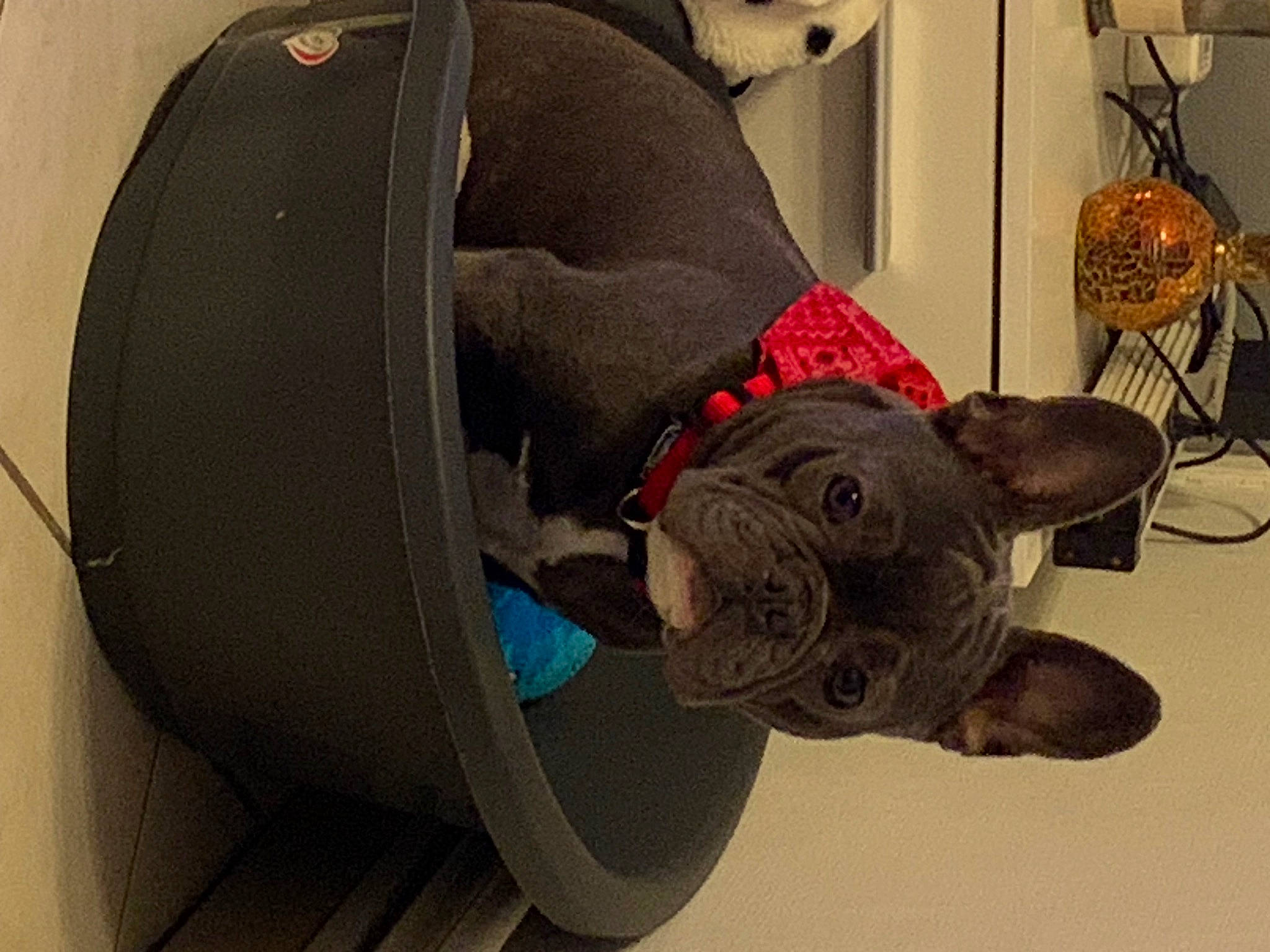 Sushi a rejoint le concours — aidez-le/la à gagner de superbes lots ! art, audio_equipment, automotive_tire, automotive_wheel_system, bag, carmine, comfort, companion_dog, dog_breed, lamp, light_fixture, outdoor_shoe, personal_protective_equipment, rim, room, sculpture, tail, visual_arts, wood, working_animal