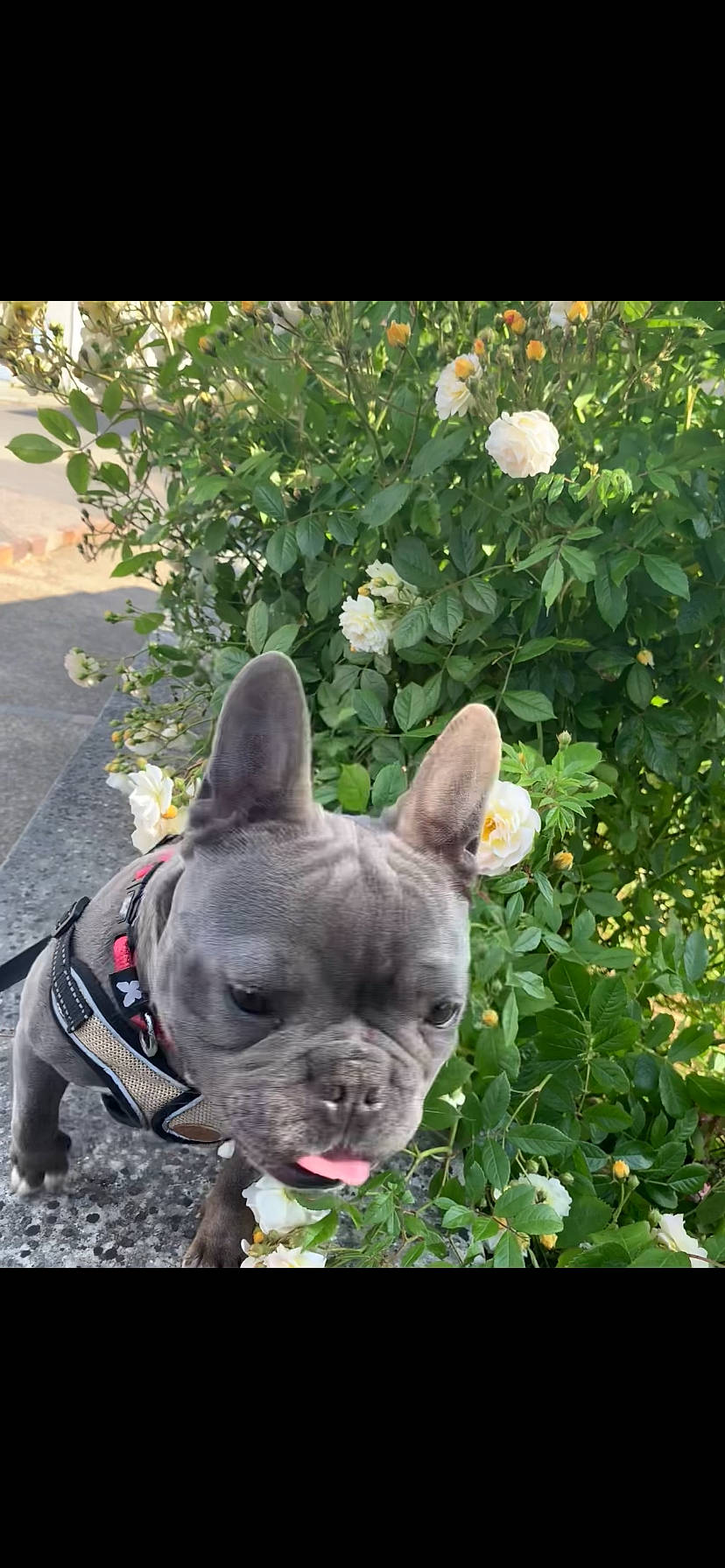 Sushi a rejoint le concours — aidez-le/la à gagner de superbes lots ! bulldog, canidae, carnivore, collar, companion_dog, dog, dog_breed, ear, fawn, flower, french_bulldog, grass, groundcover, plant, snout, sporting_group, terrestrial_animal, toy_dog, whiskers, working_animal