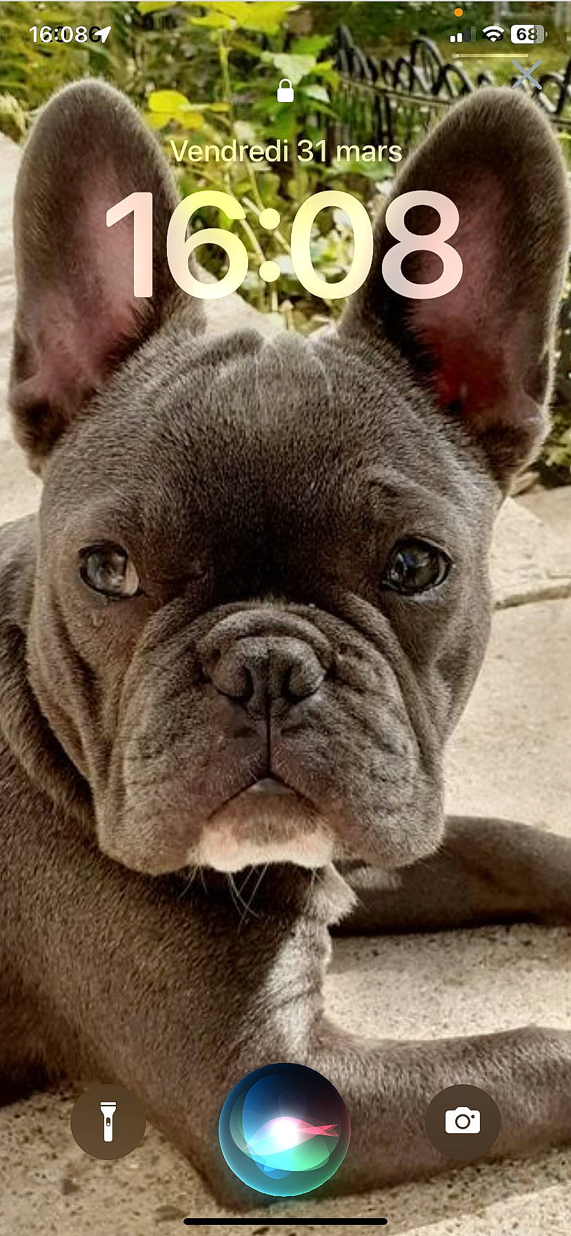 Sushi participe au concours pour gagner de l'argent avec cette photo : ancient_dog_breeds, bulldog, carnivore, companion_dog, dog, dog_breed, ear, fawn, liver, logo, non_sporting_group, photography, snout, terrestrial_animal, whiskers, working_animal, wrinkle