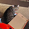 Tiggs joined the competition — help win amazing prizes! alert, animal, box, brown_rug, cable, carpet, cat, cozy, curious, ears, feline, floor, green_eyes, indoor, lid, orange_box, pet, shoebox, tabby, whiskers
