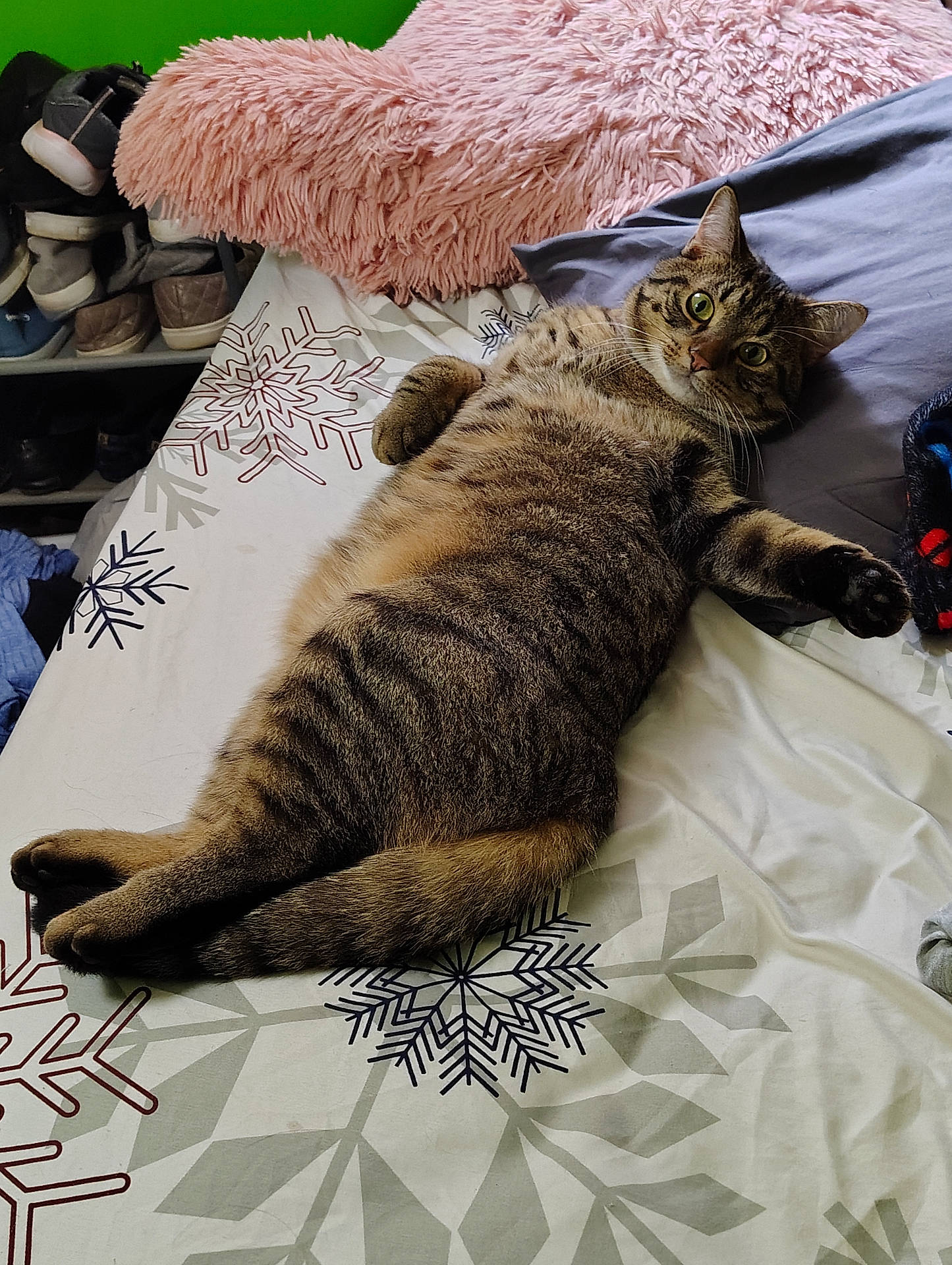 Tiggs is registered to the contest to win money with this photo: animal, bed, cat, cozy, curious, domestic_cat, feline, fluffy, fur, green_eyes, household, indoor, pet, pillow, relaxed, resting, sleepy, snowflake_pattern, tabby, whiskers