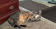 Tiggs is registered to the contest to win money with this photo: cabinet, carpet, cat, cute, domestic_animal, dormant, eyes, feline, floor, furniture, home, indoor, lying_down, paws, pet, playful, relaxed, striped, tabby, whiskers