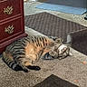 cabinet, carpet, cat, cute, domestic_animal, dormant, eyes, feline, floor, furniture, home, indoor, lying_down, paws, pet, playful, relaxed, striped, tabby, whiskers