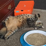 Tiggs is registered to the contest to win money with this photo: cardboard_scratch, carpet, cat, cat_toy, comfort, cute, domestic, feline, floor, fur, green_eyes, indoor, nike, paws, pet, playful, relaxed, shoe_box, striped, tabby_cat