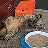 cardboard_scratch, carpet, cat, cat_toy, comfort, cute, domestic, feline, floor, fur, green_eyes, indoor, nike, paws, pet, playful, relaxed, shoe_box, striped, tabby_cat